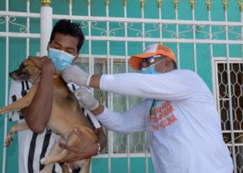 107.000 perros y gatos fueron vacunados en Santa Marta durante 2021