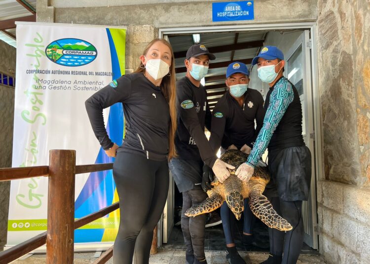 Rehabilitan tortuga Carey que fue rescatada por pescador de Tasajera