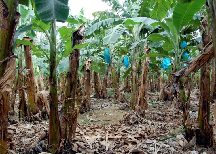 Declaran en cuarentena finca de Zona Bananera por presencia del Fusarium R4T