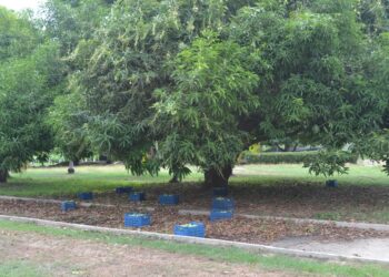 En Magdalena destinarán más de $9.000 millones para beneficiar a productores de mango