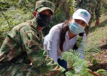 Reforestación: la clave para restaurar ecosistemas en la Sierra Nevada