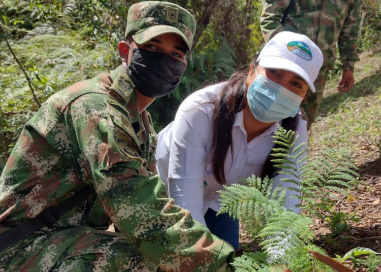 Reforestación: la clave para restaurar ecosistemas en la Sierra Nevada