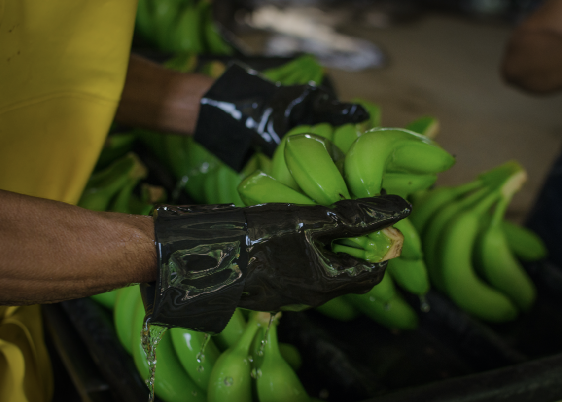 Asbama pide a la Unión Europea reconocer un valor justo al banano latinoamericano