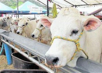 La crisis láctea nacional golpea con más fuerza al Magdalena