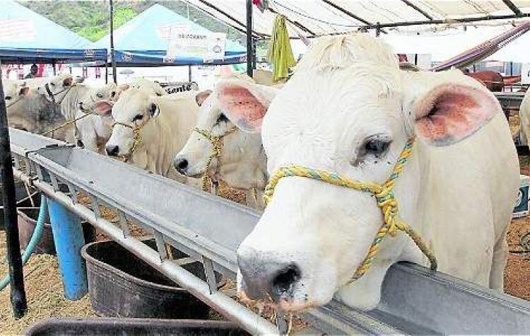 La crisis láctea nacional golpea con más fuerza al Magdalena