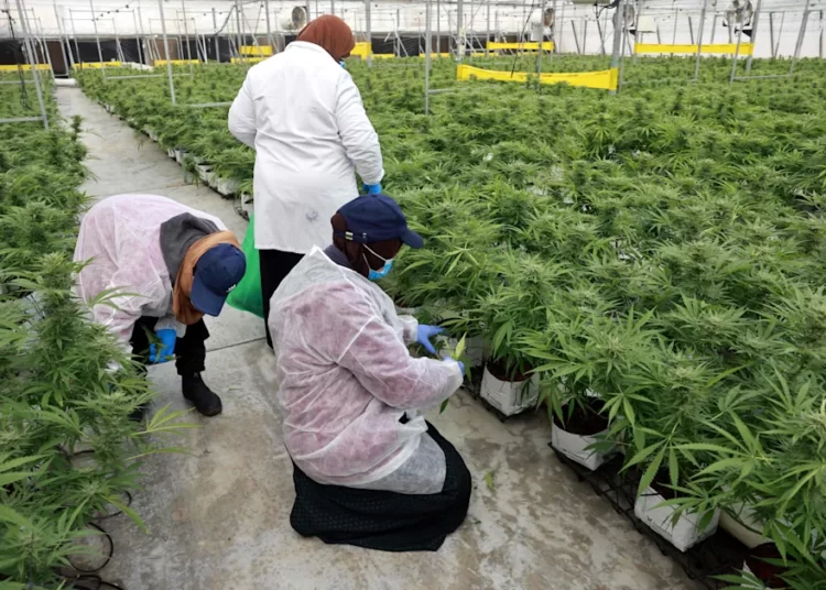 La ciudad del desierto convertida en la capital de la marihuana