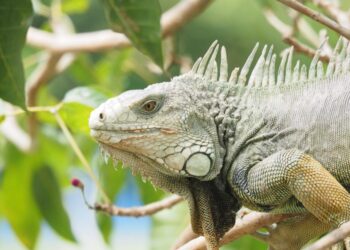 Intensifican jornadas para evitar el consumo de huevos de iguana