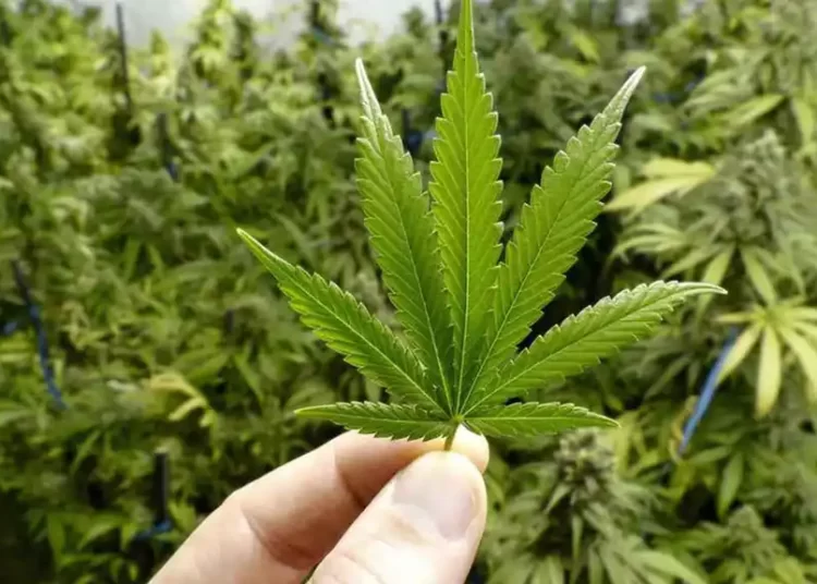 Regulan uso del cannabis en alimentos, bebidas y textiles en Colombia