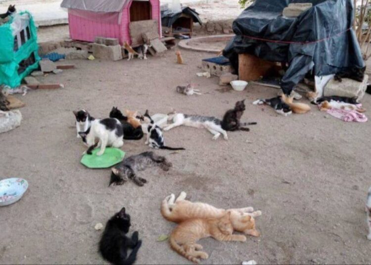 Denuncian tortura y asesinato de gatos en el Polideportivo