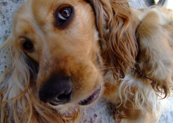 Tenga en cuenta: abiertas inscripciones para el Primer Pet Festival de Santa Marta