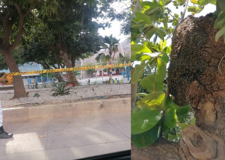 Las abejas africanas generaron pánico en Bastidas