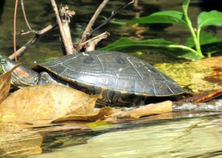 A evitar consumo de carne silvestre en Semana Santa