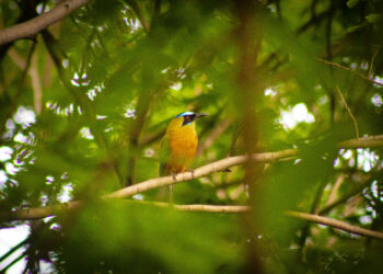 El aviturismo, un salvavidas para la protección de los ecosistemas y la economía del país