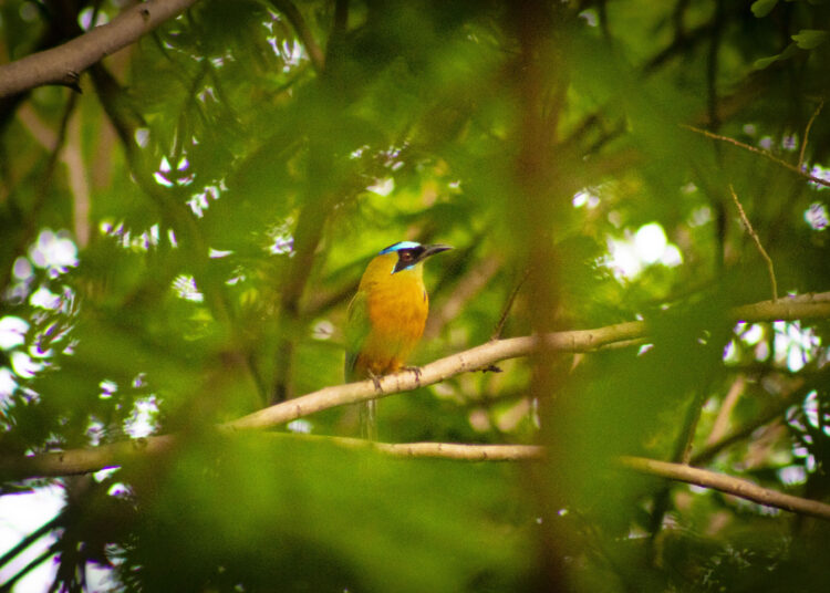 El aviturismo, un salvavidas para la protección de los ecosistemas y la economía del país