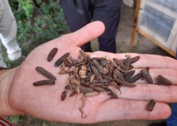 En el Sur del Magdalena se capacitan en producción de la Mosca Soldado Negra