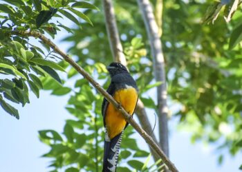 Santa Marta, el mejor lugar para el avistamiento de aves en el mundo