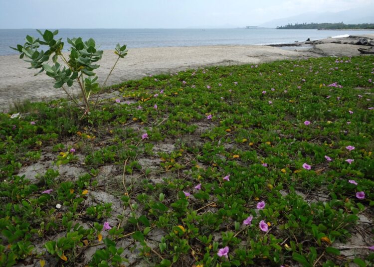 1.5 kilómetros de uvita playera para frenar la erosión en Ciénaga