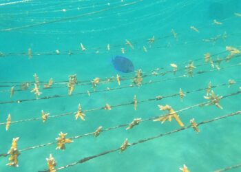 Avanzan en recuperación de corales en el Magdalena