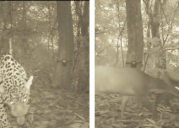 Con el cierre del Tayrona, se logró avistar jaguar y otras especies silvestres