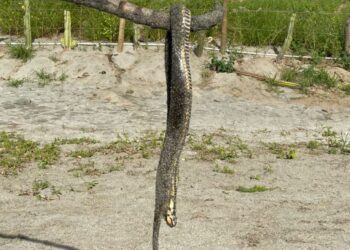 A tener cuidado: serpiente mordió a turista en playa de Santa Marta