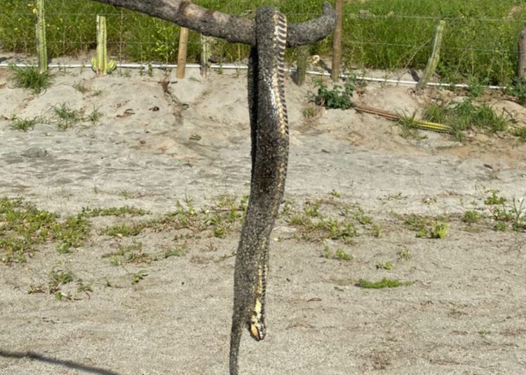 A tener cuidado: serpiente mordió a turista en playa de Santa Marta