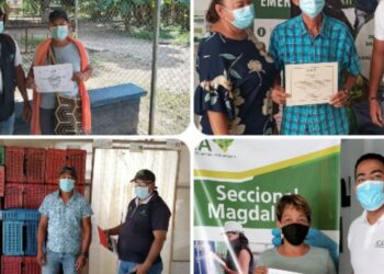 103 predios bananeros han sido certificados en el Magdalena durante el 2022