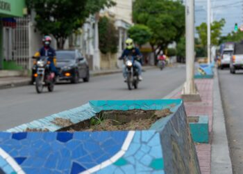Ahora se roban hasta las plantas de los separadores viales en Santa Marta