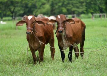 Anuncian convenio entre Fedegán y Banco Agrario para mejoramiento genético