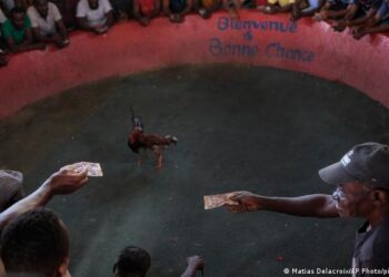 Crece el rechazo a las arcaicas peleas de gallos