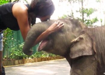 Cómo un elefante huérfano dio un nuevo propósito a una artista