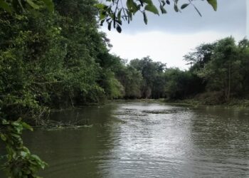 Ejecutan obras de mantenimiento en el caño El Ratón, en la Ciénaga Grande