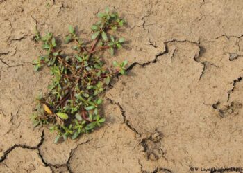 Una mala hierba común puede ser la ‘superplanta’ que tiene la clave contra la sequía