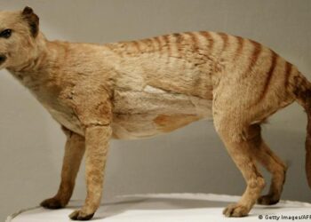 Científicos buscan «resucitar» genéticamente al extinto tigre de Tasmania