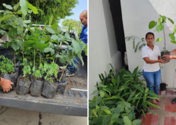 Los 95 árboles para iniciar la reforestación en Fundación