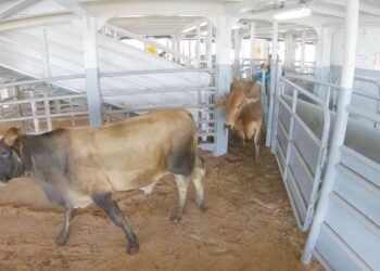 Exportación de ganado en pie cumple con estándares internacionales: ICA