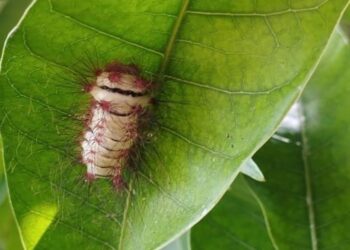 Reportan presencia de oruga venenosa en árboles de Bonda
