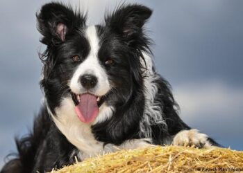 La viruela del mono ya saltó de un humano a un perro, la OMS pide proteger a las mascotas