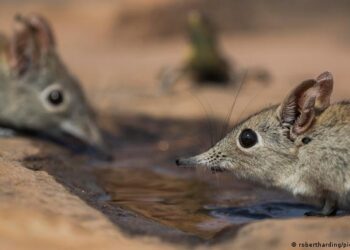 Preocupación y vigilancia ante el henipavirus Langya detectado en China