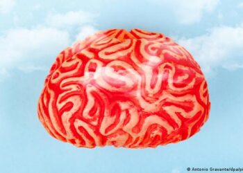 ¿Tiene el cerebro un género?: la neurociencia sigue buscando pruebas