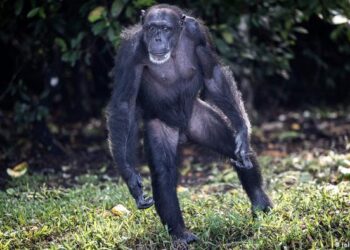 Chimpancé huye de zoológico en Ucrania, pero regresa porque le dio frío
