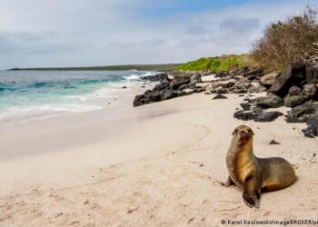Científicos «siembran» corales para restaurar ecosistemas en las Islas Galápagos