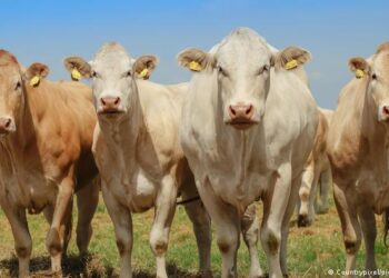 Cambiar dieta de las vacas alimentaría a 1.000 millones de personas