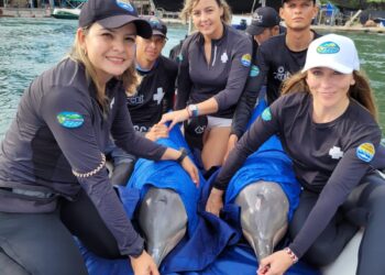 Liberan 2 delfines recuperados hace  20 días en la playa de Don Diego