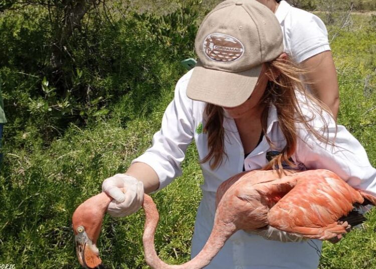 En Santa Marta la fauna silvestre tiene su propio hospital y refugio