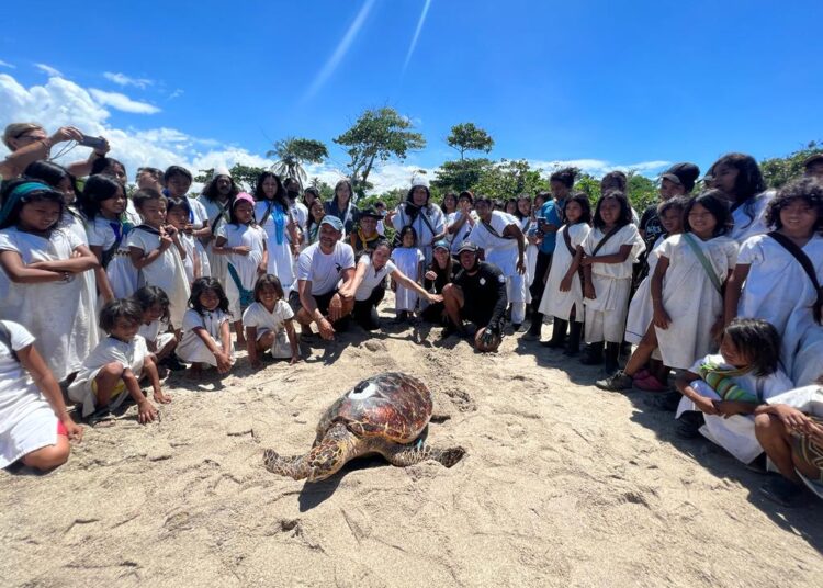 Liberan tortuga carey en resguardo indígena: ahora puede ser localizada satelitalmente