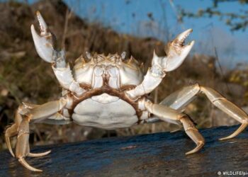 Baterías sostenibles hechas de cangrejo y langosta podrían ser el futuro de las energías renovables
