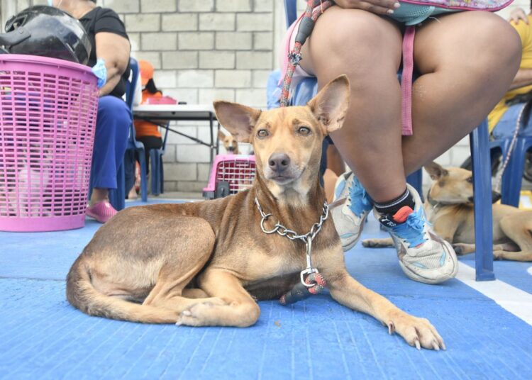Arranca la esterilización gratuita a más de 4 mil perros y gatos en Santa Marta