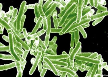 La infección mortal que recuperó su lugar como la principal amenaza a nivel mundial