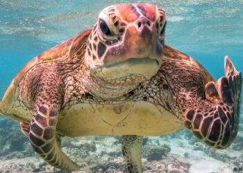 Científicos advierten que cada grado de calor global amenaza la vida de los animales con sangre fría