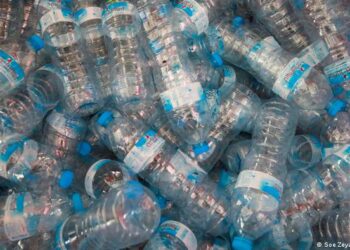 La saliva del gusano de cera degrada el plástico: estudio